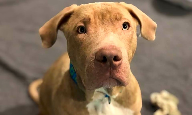 Looking to adopt a pet? Here are 3 precious puppies to adopt now in Seattle