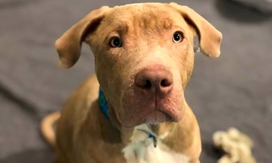 Looking to adopt a pet? Here are 3 precious puppies to adopt now in Seattle