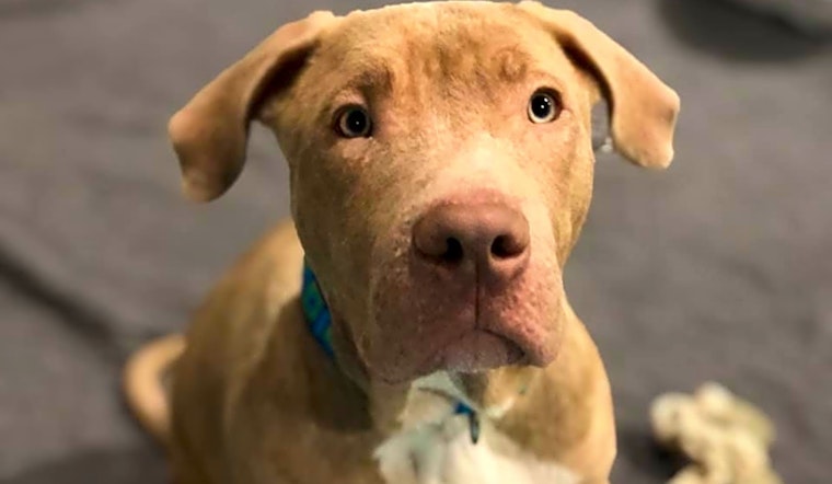 Looking to adopt a pet? Here are 3 precious puppies to adopt now in Seattle