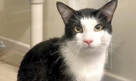 These Sacramento-based kitties are up for adoption and in need of a good home