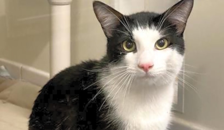 These Sacramento-based kitties are up for adoption and in need of a good home