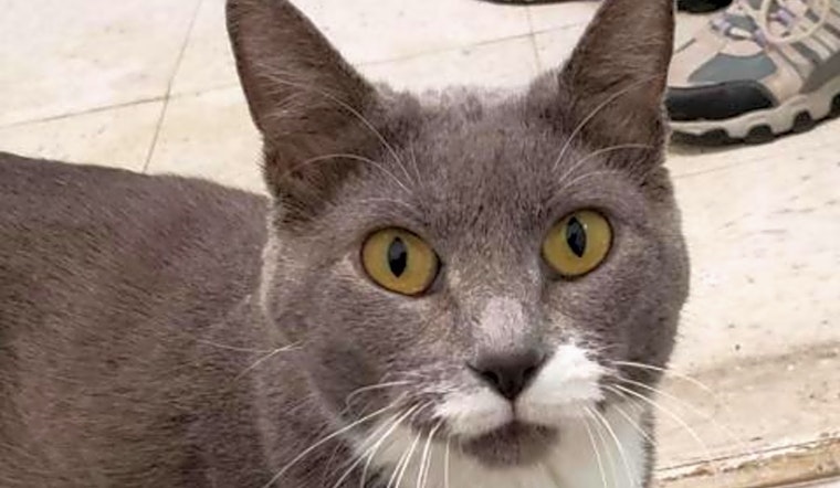 Want to adopt a pet? Here are 5 charming cats to adopt now in Fresno