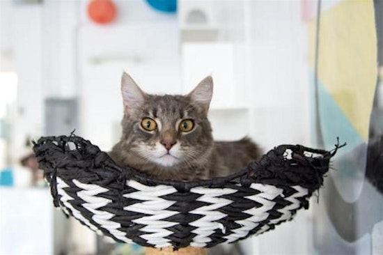 Looking to adopt a pet? Here are 4 charming cats to adopt now in San Jose