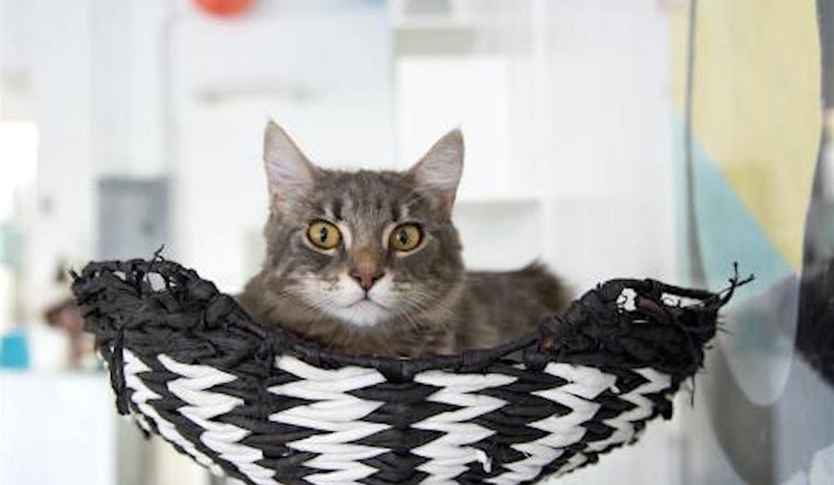 Looking to adopt a pet? Here are 4 charming cats to adopt now in San Jose