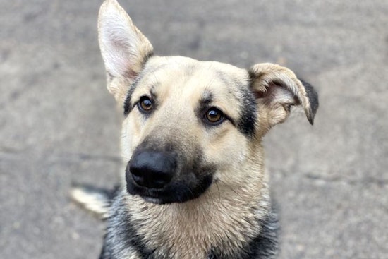 7 lovable pups to adopt now in Portland