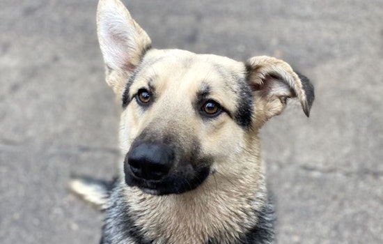 7 lovable pups to adopt now in Portland