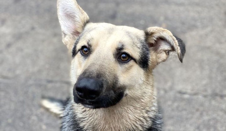 7 lovable pups to adopt now in Portland