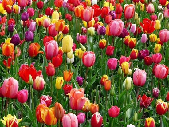 Top San Antonio news: Players in tears over Kobe's death; giant tulip field coming soon; more