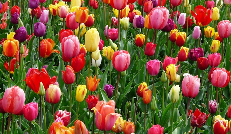 Top San Antonio news: Players in tears over Kobe's death; giant tulip field coming soon; more
