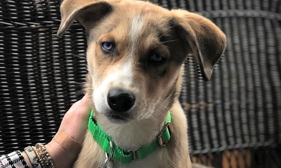 These Boston-based puppies are up for adoption and in need of a good home