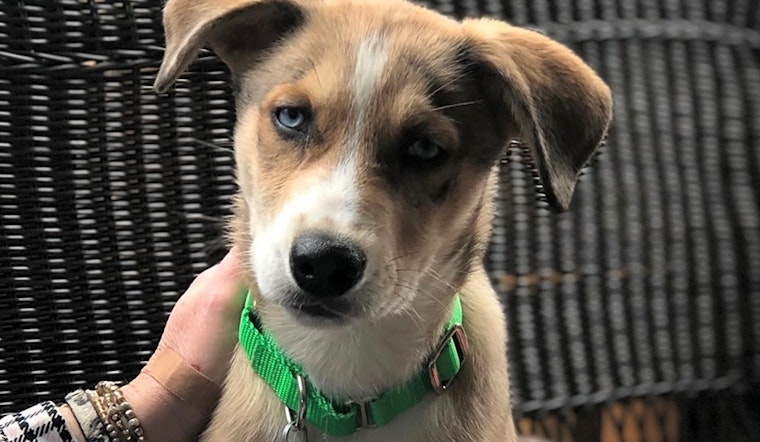 These Boston-based puppies are up for adoption and in need of a good home