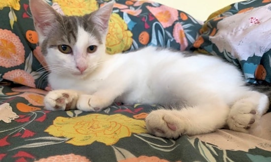 These New York City-based kittens are up for adoption and in need of a good home