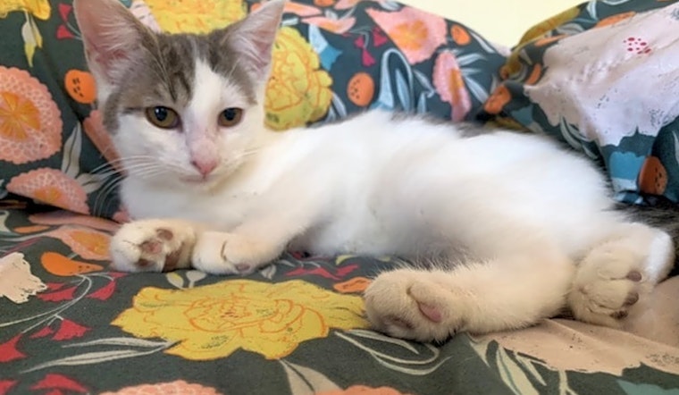 These New York City-based kittens are up for adoption and in need of a good home