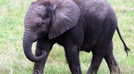 Top Pittsburgh news: Zoo ranks among worst for elephants; mayor calls for gondolas; more