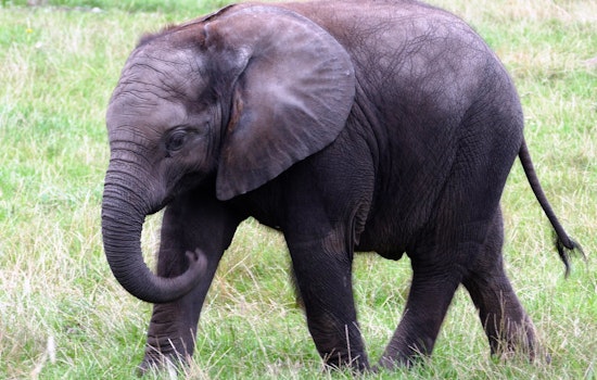 Top Pittsburgh news: Zoo ranks among worst for elephants; mayor calls for gondolas; more