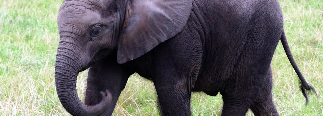 Top Pittsburgh news: Zoo ranks among worst for elephants; mayor calls for gondolas; more