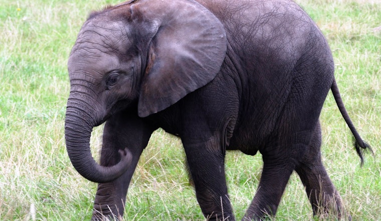 Top Pittsburgh news: Zoo ranks among worst for elephants; mayor calls for gondolas; more