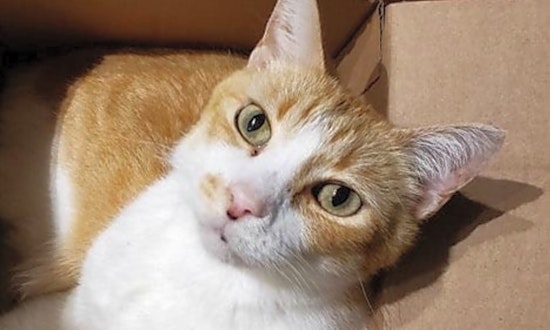 Looking to adopt a pet? Here are 6 cute-as-can-be kittens to adopt now in Washington