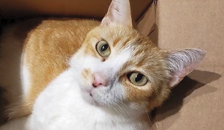 Looking to adopt a pet? Here are 6 cute-as-can-be kittens to adopt now in Washington