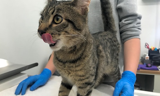 These Jersey City-based kitties are up for adoption and in need of a good home
