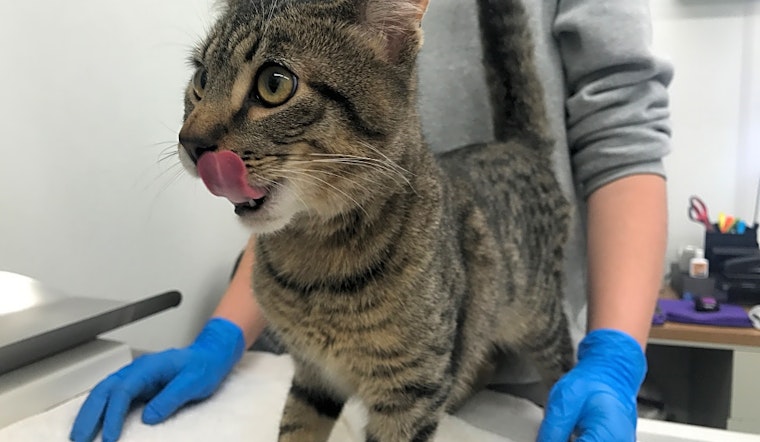 These Jersey City-based kitties are up for adoption and in need of a good home