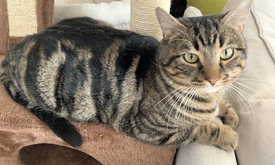 Looking to adopt a pet? Here are 3 furry felines to adopt now in Worcester