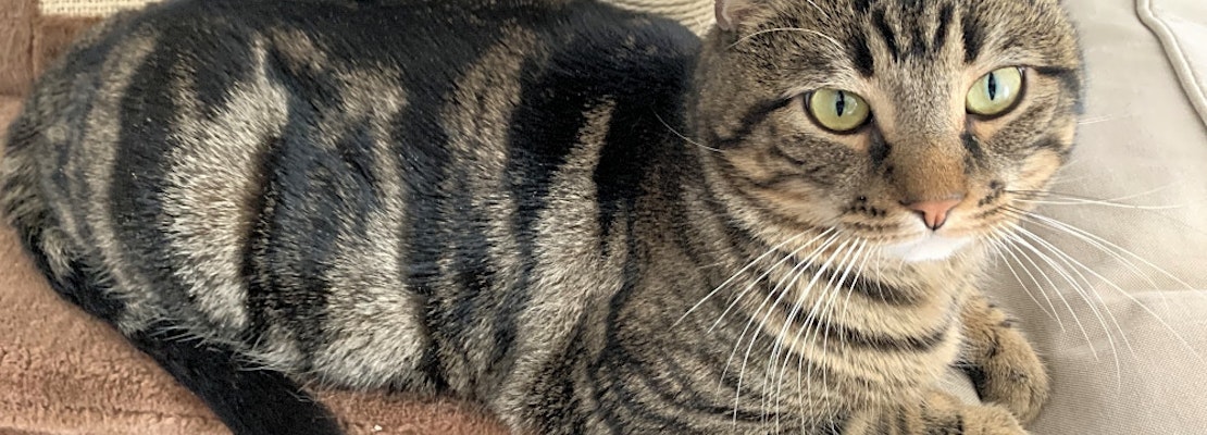 Looking to adopt a pet? Here are 3 furry felines to adopt now in Worcester