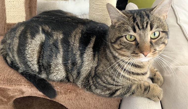 Looking to adopt a pet? Here are 3 furry felines to adopt now in Worcester