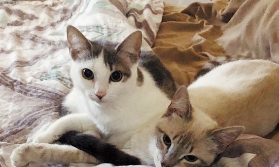 These Philadelphia-based kittens are up for adoption and in need of a good home