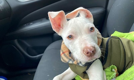 6 perfect pups to adopt now in Cleveland