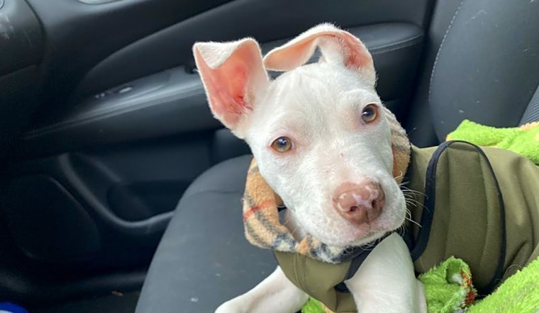 6 perfect pups to adopt now in Cleveland