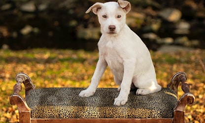 7 perfect puppies to adopt now in Cincinnati