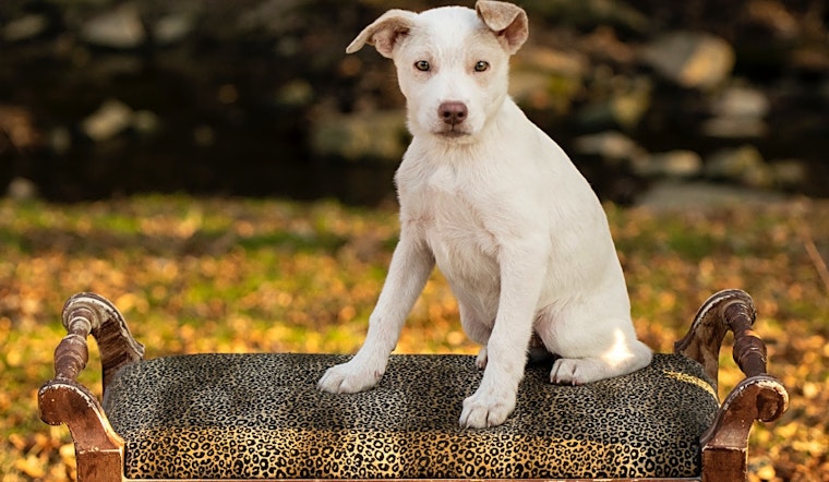 7 perfect puppies to adopt now in Cincinnati