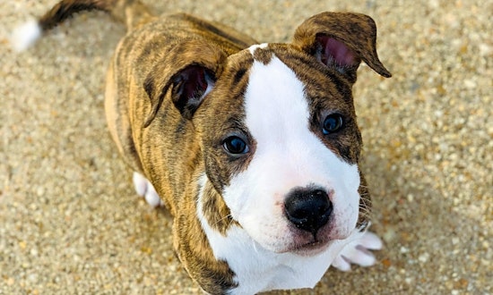 3 precious puppies to adopt now in Baltimore