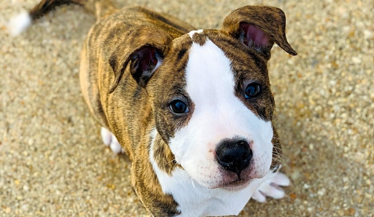 3 precious puppies to adopt now in Baltimore