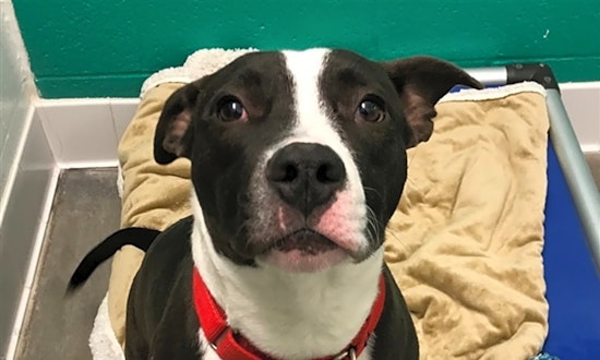 4 cuddly canines to adopt now in Pittsburgh