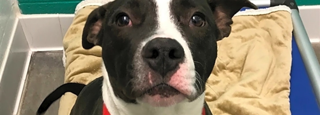 4 cuddly canines to adopt now in Pittsburgh