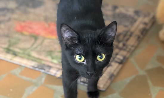 These Atlanta-based kittens are up for adoption and in need of a good home