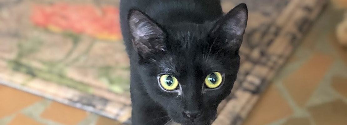 These Atlanta-based kittens are up for adoption and in need of a good home