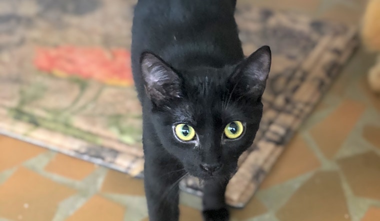 These Atlanta-based kittens are up for adoption and in need of a good home