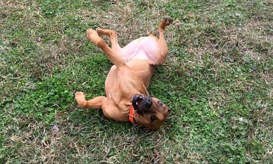 These Jacksonville-based canines are up for adoption and in need of a good home