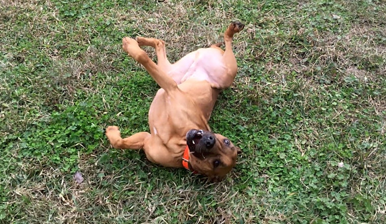 These Jacksonville-based canines are up for adoption and in need of a good home