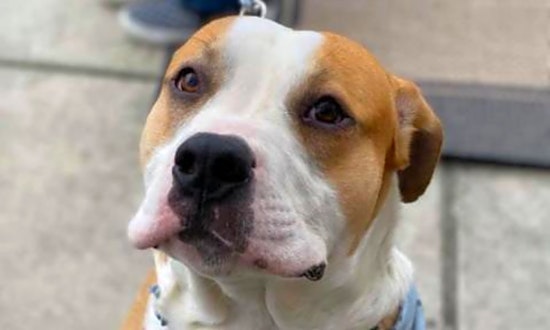 Want to adopt a pet? Here are 7 cuddly canines to adopt now in Durham