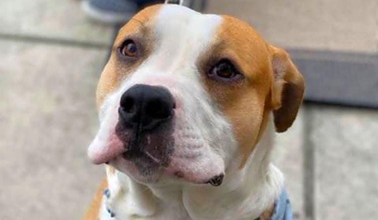 Want to adopt a pet? Here are 7 cuddly canines to adopt now in Durham