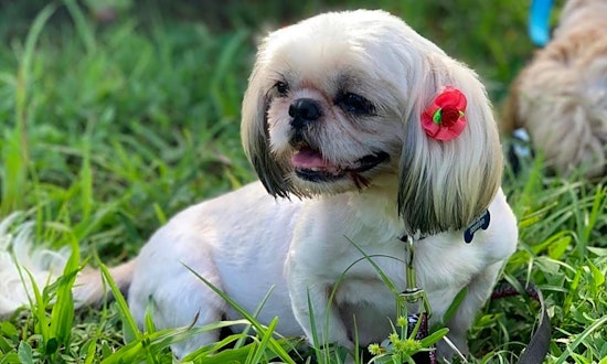 These Miami-based pups are up for adoption and in need of a good home