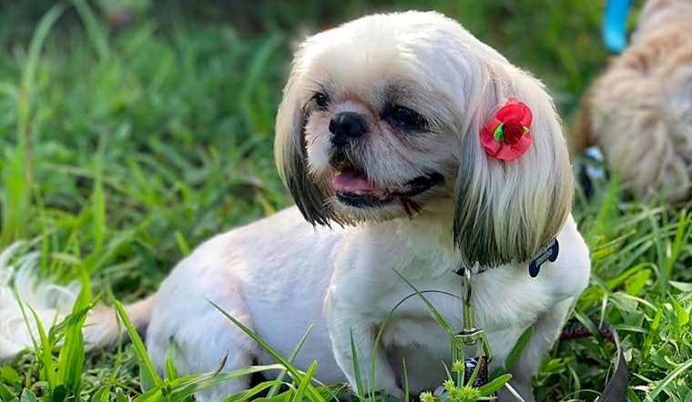 These Miami-based pups are up for adoption and in need of a good home