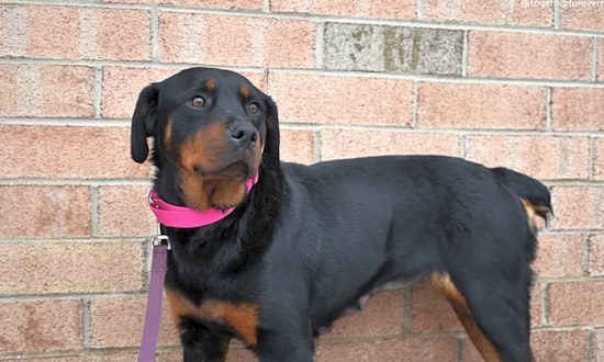These Detroit-based doggies are up for adoption and in need of a good home