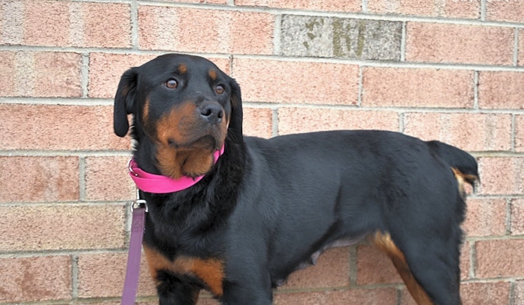 These Detroit-based doggies are up for adoption and in need of a good home
