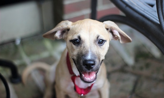 Want to adopt a pet? Here are 6 cuddly canines to adopt now in Raleigh