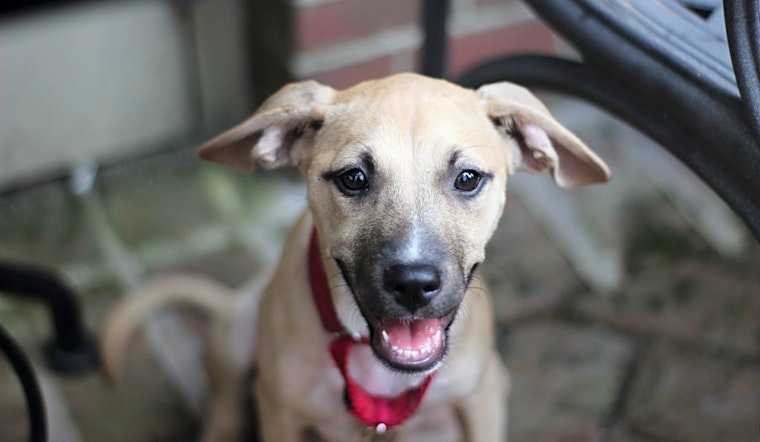 Want to adopt a pet? Here are 6 cuddly canines to adopt now in Raleigh